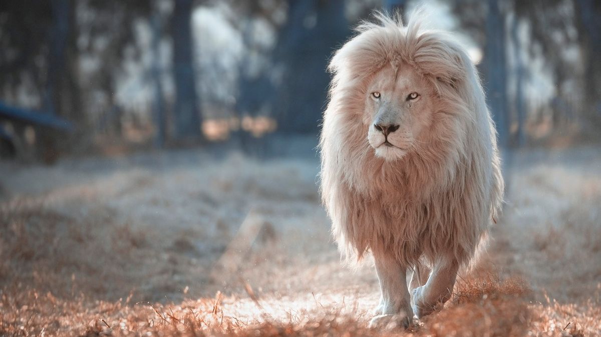 Nejkrásnější šelma světa? Bílý lev zapózoval fotografovi